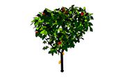 cocoa tree 3D