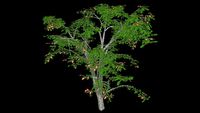 Roble, Oak tree