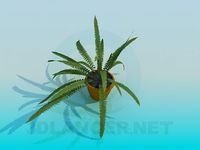 3D Model Fern