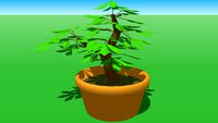 indoor plant