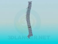 3D Model Human spine