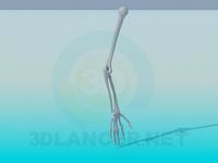3D Model The bones of a human hand
