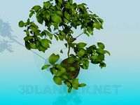 3D Model House plant