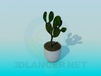 3D Model Cactus