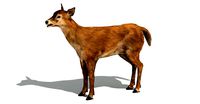 Doe 3d model