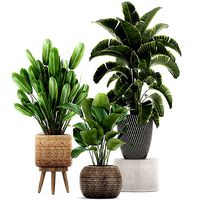 Ornamental plants in a rattan basket 779