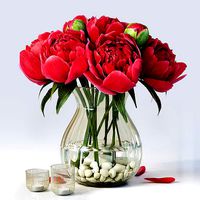 Flowers Peony