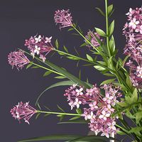 Realistic 4 colors lilac lily lavender Flower Bouquet and leaves