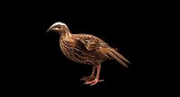 quail bird 3d model