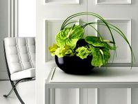 Green Anthuriums & Orchids Ikebana