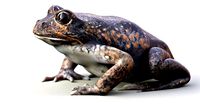 Banjo Frog 3d model