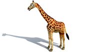 Giraffe 3d model