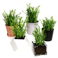 Rosemary