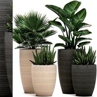 Decorative plants in flower pots for the interior 497