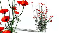 EVERYPlant Field Poppy 12 --20 Models--