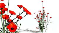 EVERYPlant Field Poppy 10 --20 Models--