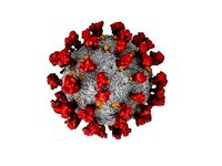 CORONAVIRUS-3D MODEL