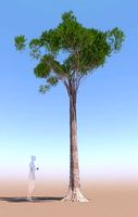 Pinus pinea stone pine adult D