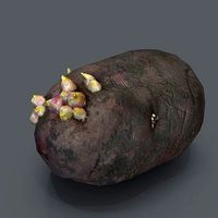 potato with sprouts