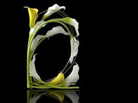 Callas in Window Box