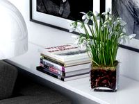 Snowdrops in Glass Cube