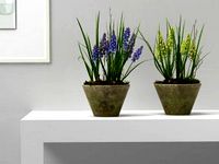 Muscari in Terracotta Pots