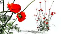 EVERYPlant Field Poppy 06 --20 Models--