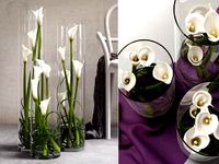 Calla Lilies Set