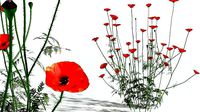 EVERYPlant Field Poppy 05 --20 Models--