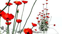 EVERYPlant Field Poppy 04 --20 Models--
