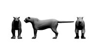 tiger3d model