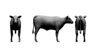 calf 3d model