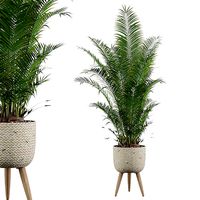 Areca Palm 02