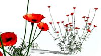 EVERYPlant Field Poppy 01 --20 Models--