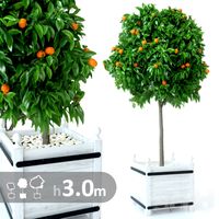 Mandarin tree h300