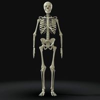 Human Skeleton - High Poly