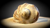 Shell