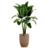 Banana palm in a rattan basket 782