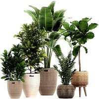Ornamental plants in a rattan baskets 781