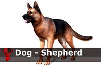 Dog - Shepherd