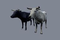 Real Bull