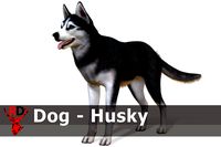 Dog - Husky