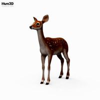 Deer Fawn HD