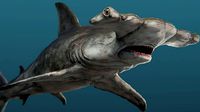 Hammerhead shark detailed rigged 3d model
