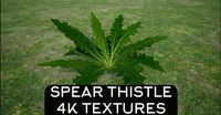 Thorny Spear Thistle Plant Bush 4K