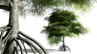 EVERYPlant Red Mangrove LowPoly 08 --12 Models--