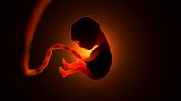A human embryo that is in the womb during pregnancy