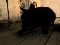black cat
