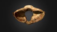 Woolly Rhino Atlas Vertebra
