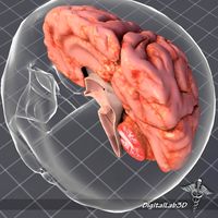 Human Brain Anatomy3d model